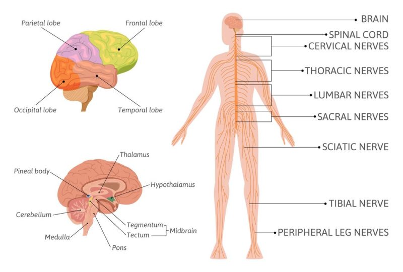 Human nervous system infographic
